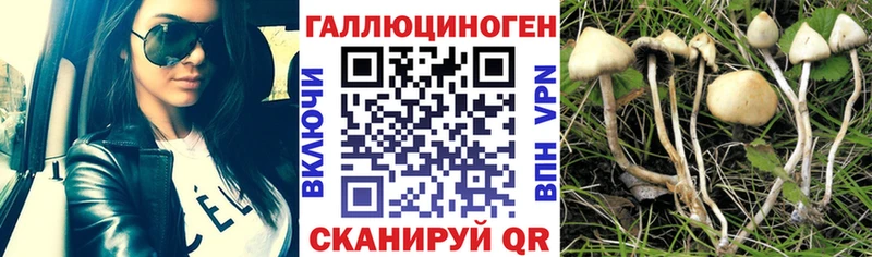 Галлюциногенные грибы Psilocybine cubensis  цены   Сясьстрой 